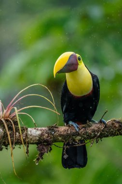 Yılan gagalı Toucan - Ramphastos sülfuratus, Kosta Rika ormanından çok renkli gagalı büyük renkli tukan.