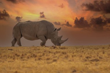 White Rhinoceros Ceratotherium simum Square-lipped Rhinoceros at Khama Rhino Sanctuary Kenya Africa.