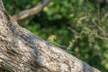 Halka boyunlu muhabbet kuşu bilinen gül halkalı muhabbetkuşu (Psittacula krameri), son derece büyük bir aralığı olan bir toplu halde yaşayan Afro-Asya muhabbet kuşu türüdür. Onlar-si olmak farklı bir yeşil renk.