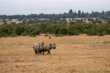 White Rhinoceros Ceratotherium simum Square-lipped Rhinoceros at Khama Rhino Sanctuary Kenya Africa.