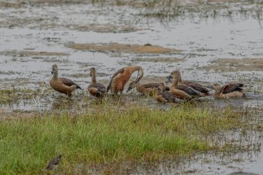 F ulvous ıslık ördek ya da dolgun ağaç ördek (Dendrocygna bicolor) çimenlerin üzerinde duruyor