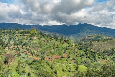 Dağlardaki güzel çay tarlaları. Sri Lanka