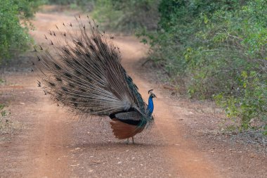 Peafowl Hindistan ya da Pavo Kristali. Tropikal ormanda yaşa.