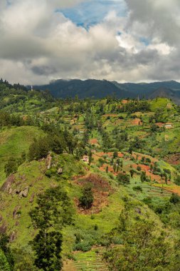 Dağlardaki güzel çay tarlaları. Sri Lanka