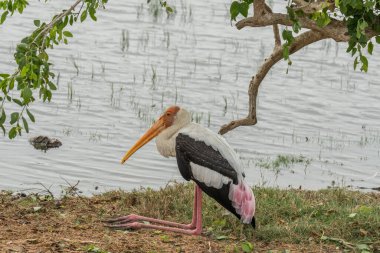 Boyalı leylek (Mycteria leucocephala)