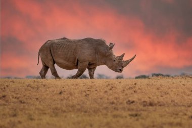 Beyaz gergedan (Ceratotherium simum) ve buzağı doğal ortamında, Güney Afrika