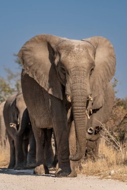 Namibya 'nın su birikintisine giden yolda yürüyen bir Afrika fili sürüsü.