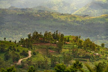Dağlardaki güzel çay tarlaları. Sri Lanka