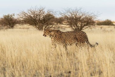 Afrika savanasında av bekleyen çita Namibya.