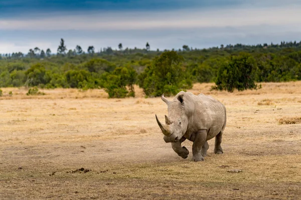 White Rhinoceros Ceratotherium Simum Square Lipped Rhinoceros Khama Rhino Sanctuary — Foto de Stock