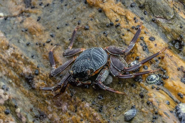 beautiful big crab crawling on a rock. indian ocean sri lanka