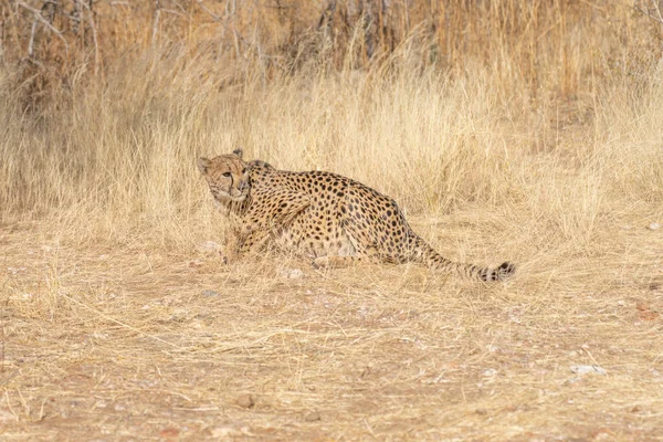 Cheetah Den Afrikanska Savannen Väntar Bytet Namibia — Stockfoto