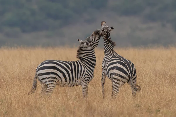 Afrikanska Slätter Zebra Torra Bruna Savannah Gräsmarker Surfning Och Bete — Stockfoto