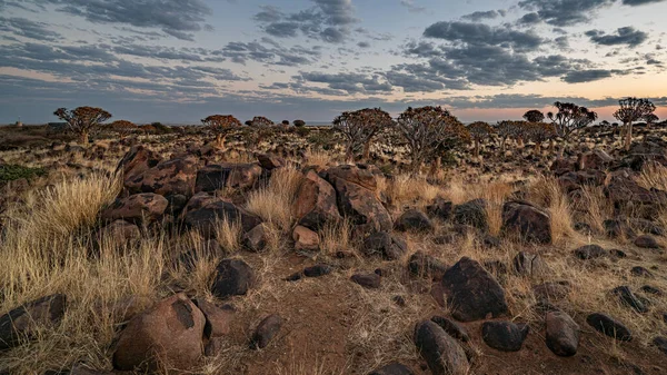 砂漠の矢筒の木 アロエ カブトムシ のある風景北岬 南アフリカ共和国 — ストック写真
