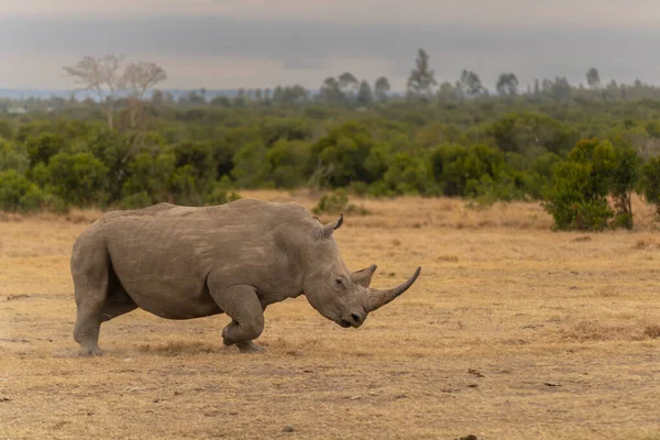 White Rhinoceros Ceratotherium Simum Square Lipped Rhinoceros Khama Rhino Sanctuary — Fotografia de Stock