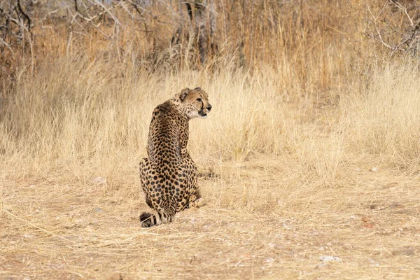 Guépard Dans Savane Africaine Attente Proie Namibie — Photo