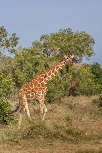 Giraffa Reticulata தமனம — ஸ்டாக் புகைப்படம்