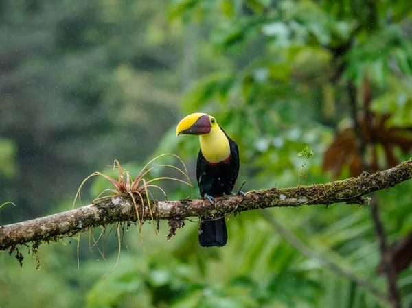 Keel Billed Toucan Ramphastos Sulfuratus Duży Kolorowy Tukan Lasu Kostaryka — Zdjęcie stockowe