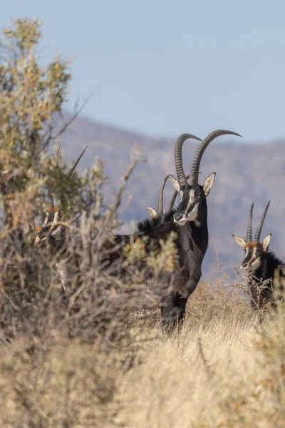 Sobel Antilop Hippotragus Niger Sällsynt Antilop Med Magnifika Horn Sydafrika — Stockfoto