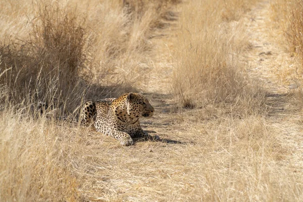 Een Luipaard Zoek Naar Prooi Graslanden Van Namibië Kalahari Woestijn — Stockfoto