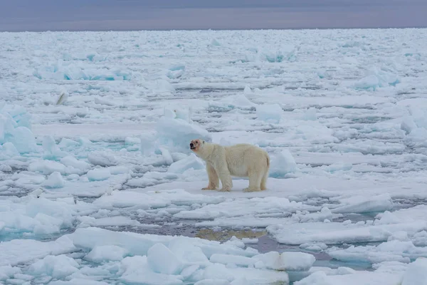 Eisbär Ursus Maritimus Spitzbergen Nordmeer — Stockfoto