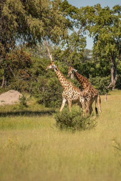 Giraffe Front Amboseli National Park Kenya Masai Mara Giraffa Reticulata — Foto Stock