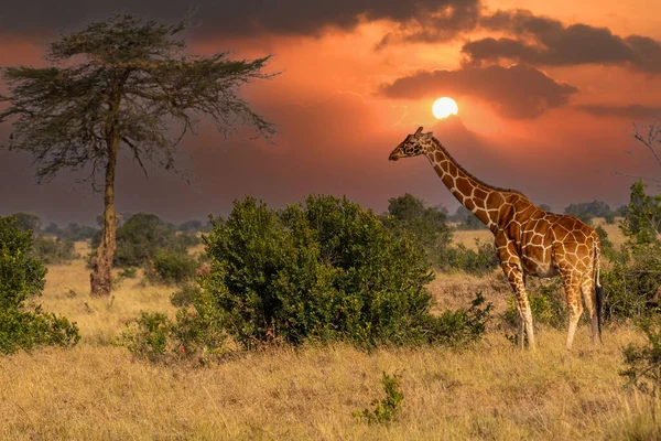 Giraffe Front Amboseli National Park Kenya Masai Mara Giraffa Reticulata — Stockfoto