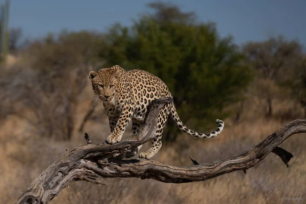 Леопард Дереве Ожидании Хищной Африки Кения — стоковое фото
