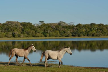 Bir at sırtında Pantanal sulak oturan iki kuş ile portresi