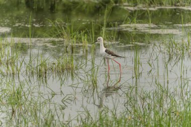 Kara kanatlı Stilt, Himanthopus himantophus, uzun kırmızı bacaklı siyah beyaz kuş, doğal yaşam alanı, su havuzu, Hindistan. Doğadan vahşi yaşam sahnesi, Mana Havuzları NP, Afrika 'dan Zimbabwe.