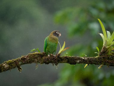 Papağan, kahverengi başlıklı Pionopsitta haematotis, kahverengi kafa ile ışık yeşil papağan portresi. Ayrıntı Orta Amerika kuştan yakın çekim portresi. Tropikal doğa yerinden yaban hayatı