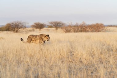 Afrika savanasında av bekleyen çita Namibya.