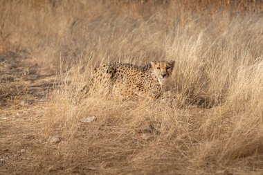 Afrika savanasında av bekleyen çita Namibya.