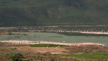 beautiful sunset over Lake Baringo with pink flamingos in the foreground