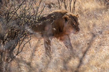 Savannah çim üzerinde yalan büyük aslan. düz ve tepelerin arka planda karakteristik ağaçlarla peyzaj