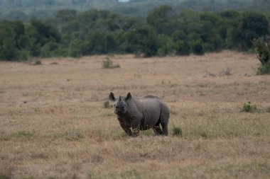 Beyaz Gergedan Ceratotherium simum Kenya Afrika.