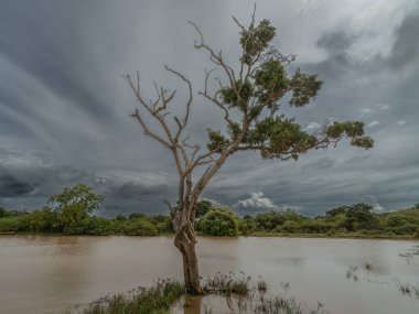 Yala National Park dry trees with dynamic sky Sri Lanka