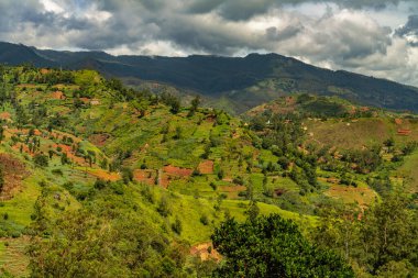 Dağlardaki güzel çay tarlaları. Sri Lanka