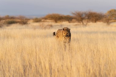 Afrika savanasında av bekleyen çita Namibya.