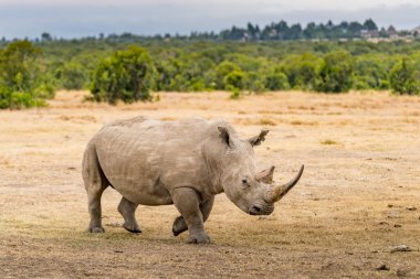 Beyaz gergedan (Ceratotherium simum) ve buzağı doğal ortamında, Güney Afrika