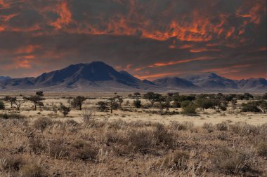 Namib Çölü 'nde kum tepeleri ve Namibya' nın ön planında ağaçlar.