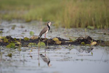 çimenlerin üzerinde Güney kız kuşu. Güney Amerika'nın tipik kuş da tero (vanellus chilensis denir)