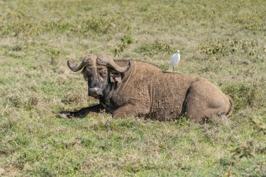 Afrika bufalosu (Syncerus caffer) Kenya.