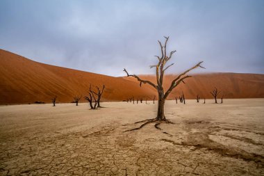 Ölü Camelthorn ağaç kırmızı tepeleri ve Deadvlei, Sossusvlei mavi gökyüzünde karşı. Namib-Naukluft Milli Parkı, Namibya, Afrika