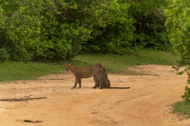 Panthera Paradus Kotiya (Sri Lanka Leoparı), kameraya poz veriyor.