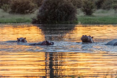 Suaygırı açık ve açık ağızlıklı. Afrika suaygırı, Hippopotamus amfibik amfibik capensis, akşam güneşi, doğal su habitatındaki hayvan, Botswana, Afrika