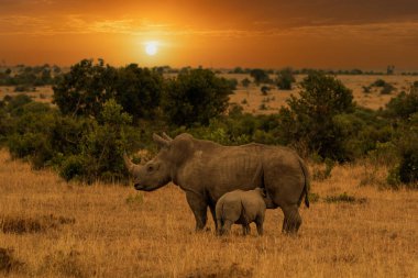 Beyaz gergedan (Ceratotherium simum) ve buzağı doğal ortamında, Güney Afrika