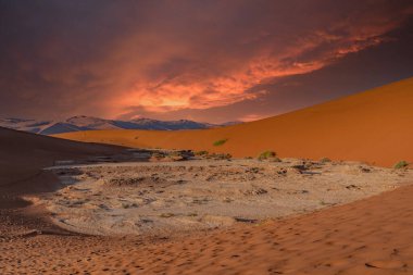 Namib Çölü 'nde kum tepeleri ve Namibya' nın ön planında ağaçlar.