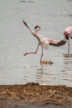 Baringo Kena gölündeki flamingolar