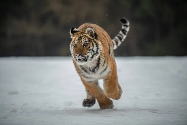 Tigre Siberiano Correndo Neve Foto Bonita Dinâmica Poderosa Deste Animal — Fotografia de Stock